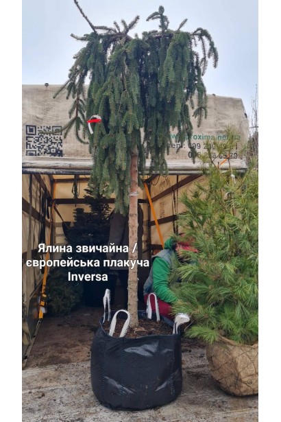 Ель плакучая Инверса на штамб